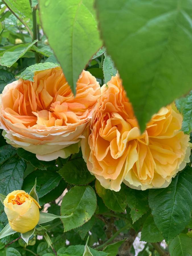 Sainte-Suzanne  Cote Jardin B&B 외부 사진